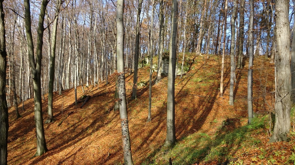 Paisaje árbol naturaleza bosque