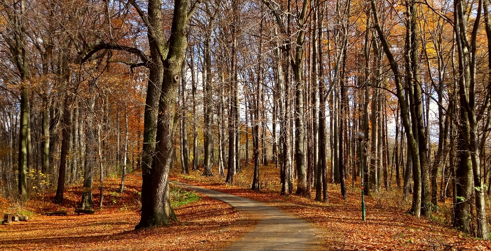 Paysage arbre nature forêt