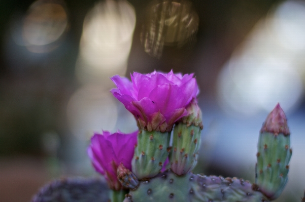 Foto Florescer cacto
 plantar flor