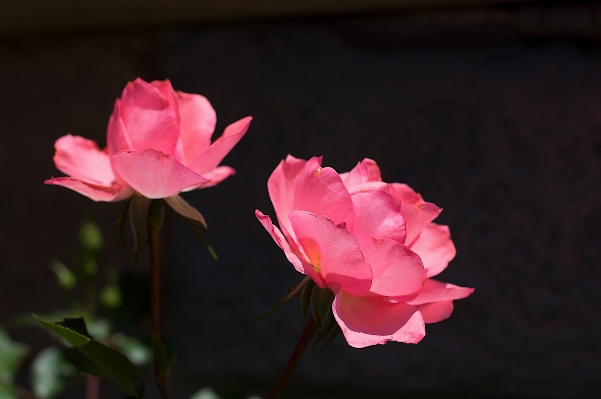 Blossom plant flower petal Photo