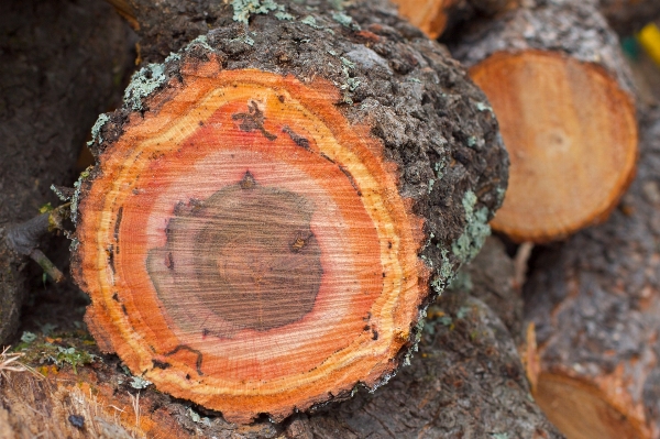 Tree wood leaf trunk Photo