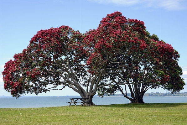 Tree water nature blossom Photo