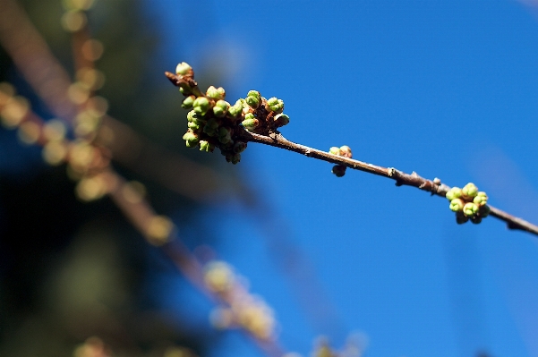 Foto Albero ramo fiore bokeh
