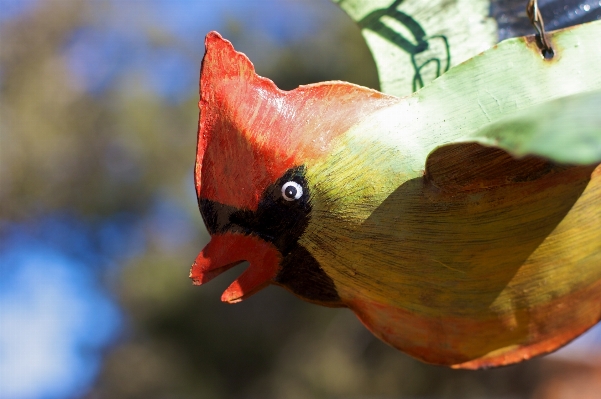 Nature bird plant leaf Photo