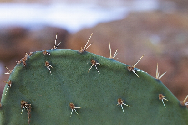 Foto Natureza cacto
 plantar folha