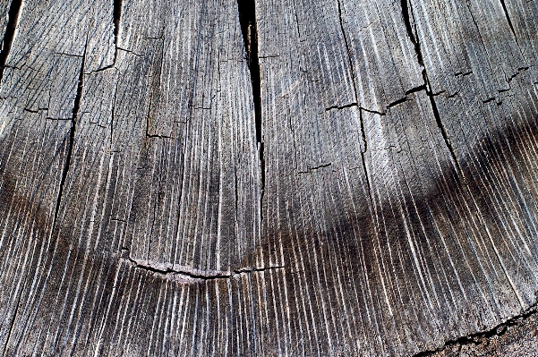 Tree branch wood texture Photo