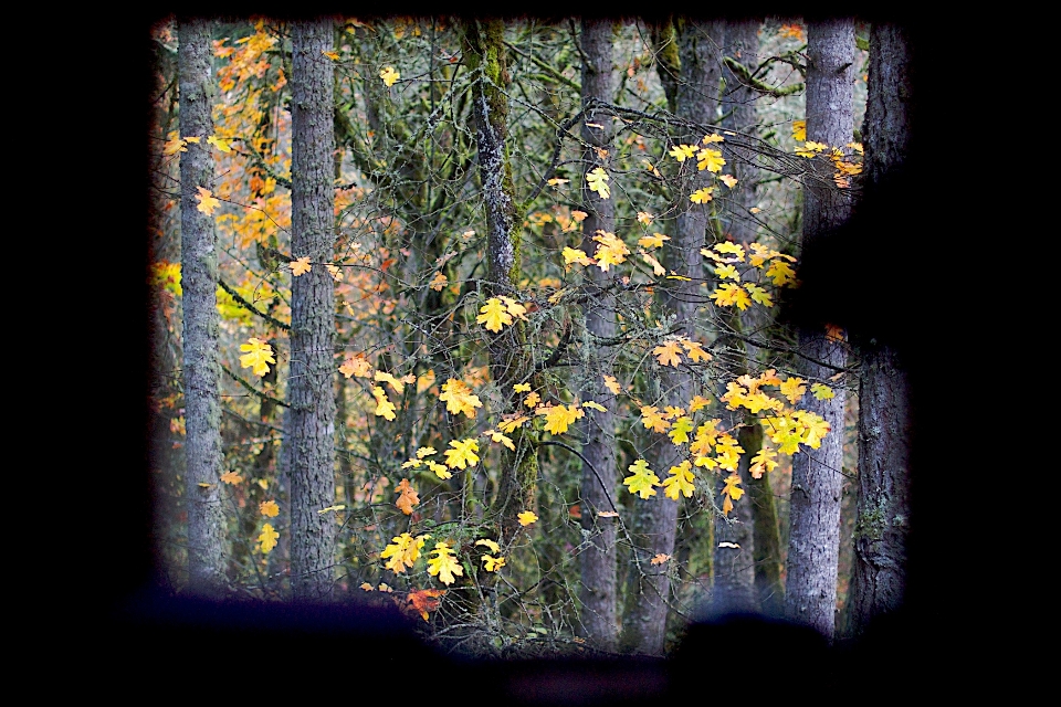 Baum wald licht anlage