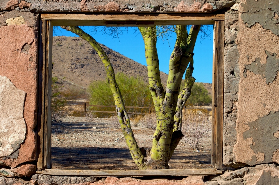 árbol rock madera ventana