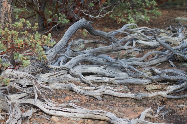 Tree branch plant wood Photo