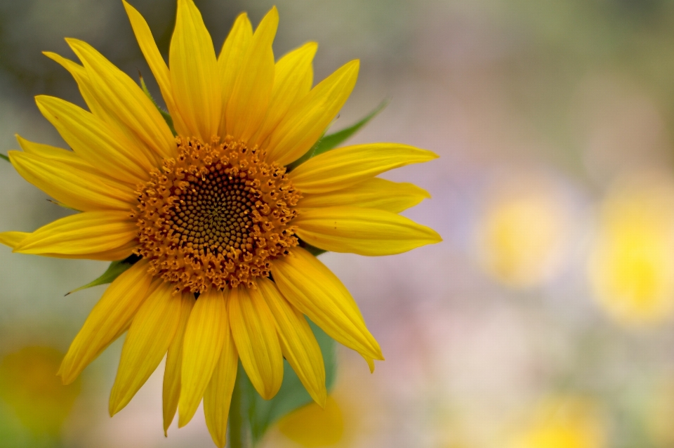 Natur anlage feld sonnenlicht