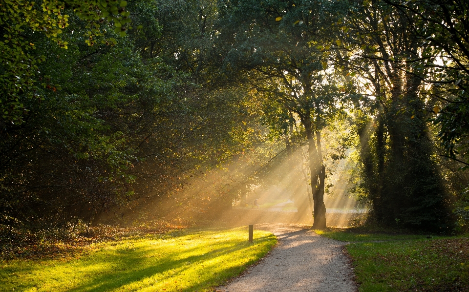 Lanskap pohon alam hutan