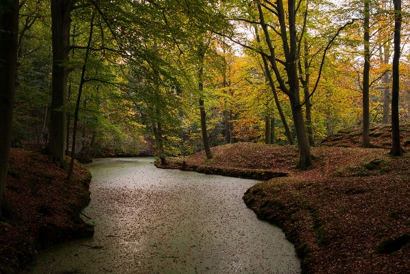 Landscape tree nature forest Photo