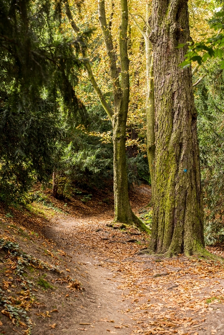 Drzewo natura las ścieżka