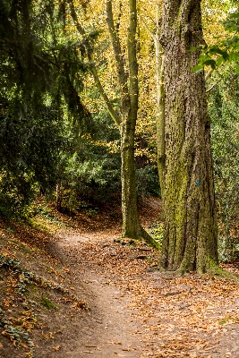 木 自然 森 道 写真