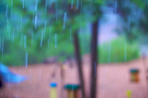 草 雨 花 緑 写真