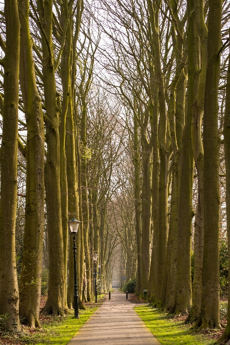 Arbre nature forêt bifurquer