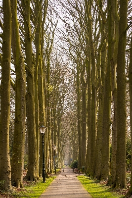 Tree nature forest branch Photo