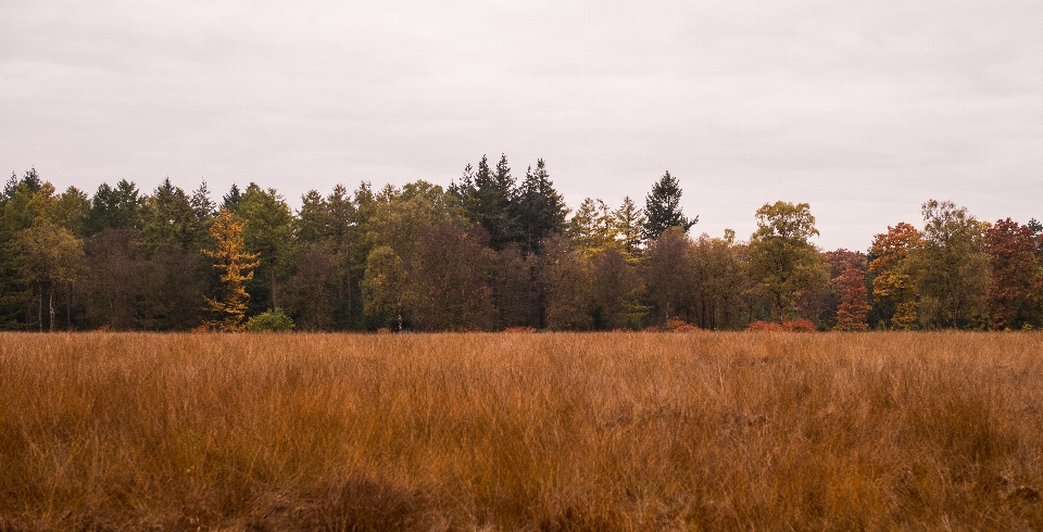 Krajobraz drzewo linia drzew
 natura