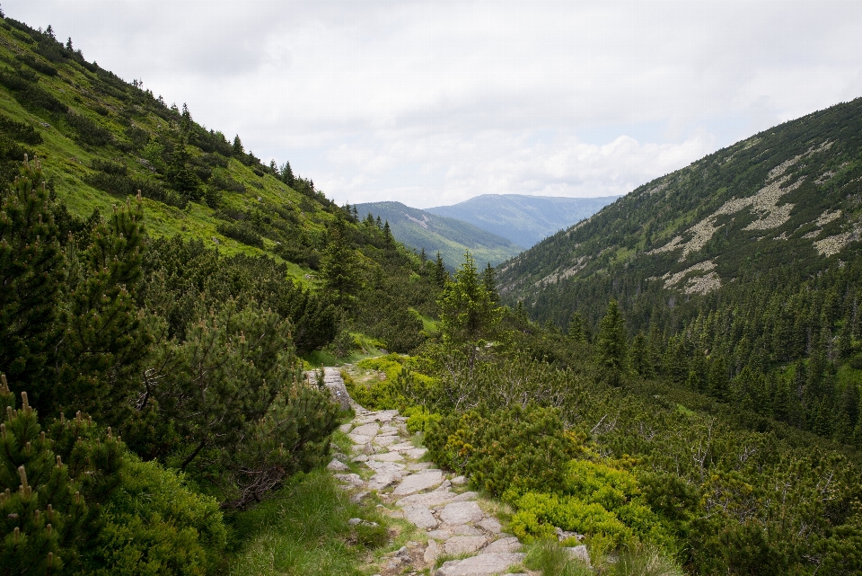 Landschaft natur wald weg