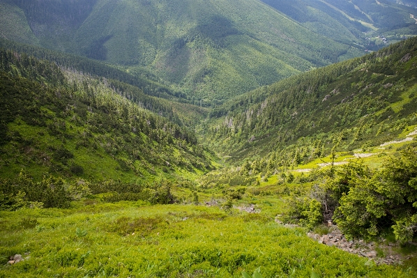 Landscape tree nature forest Photo