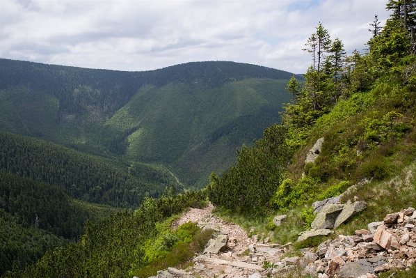 Landscape nature forest path Photo