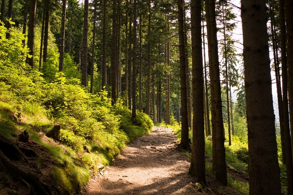 Landscape tree nature forest Photo