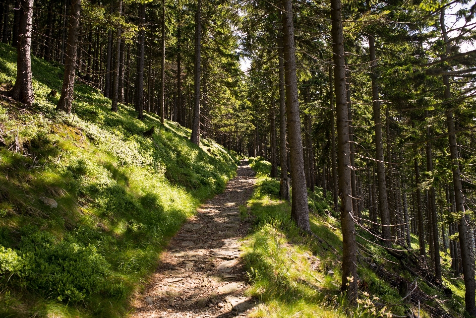 Paisaje árbol naturaleza bosque