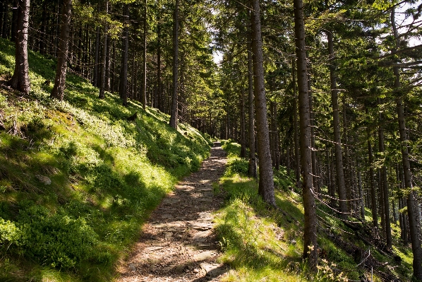 Landscape tree nature forest Photo