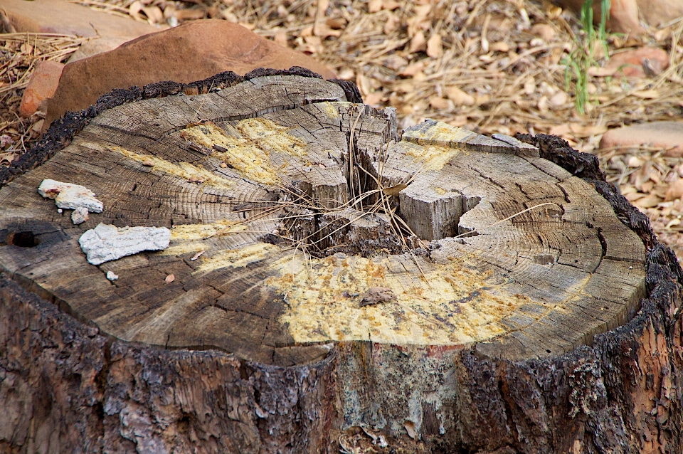 Tree rock branch wood