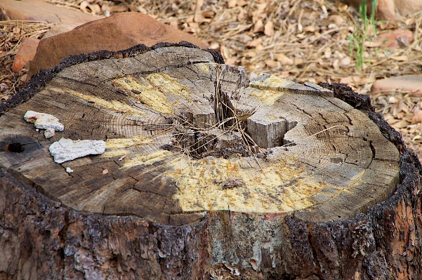 Tree rock branch wood Photo