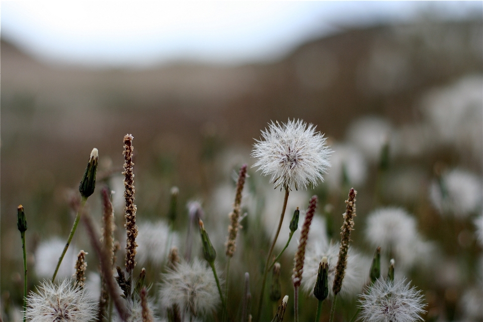 Nature grass branch blossom