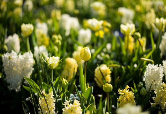 Nature grass blossom bokeh Photo