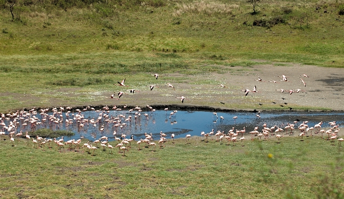 Landscape sea marsh bird Photo