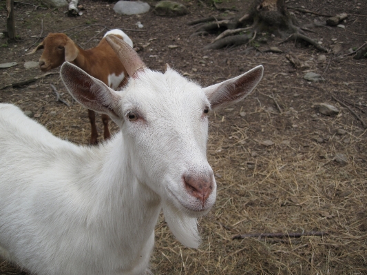 Foto Cabra pastar
 mamífero fauna