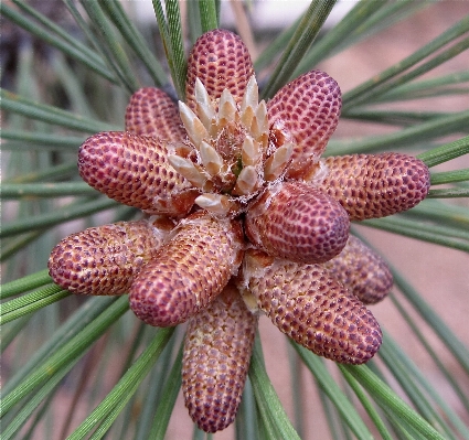 Tree branch plant flower Photo