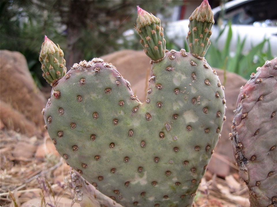 カクタス
 植物 花 生産