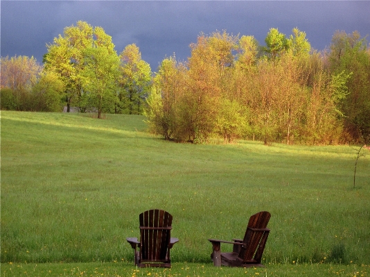 Landscape tree nature grass Photo