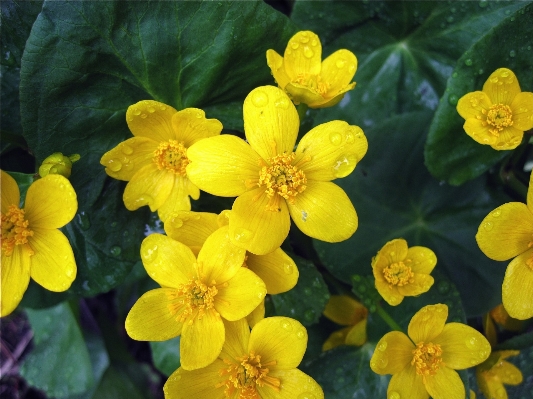 Foto Pianta fiore petalo giallo