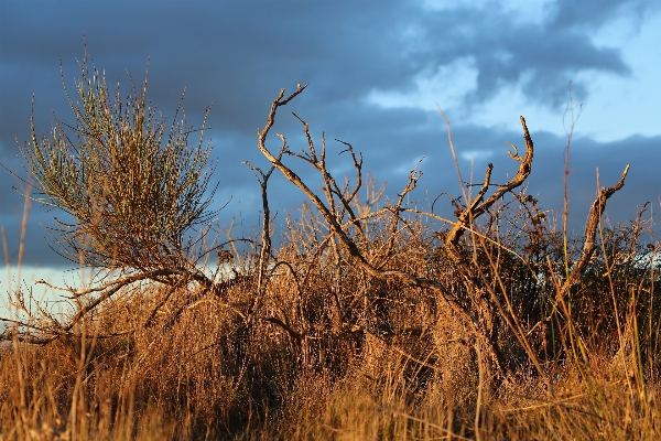 Landscape tree nature grass Photo