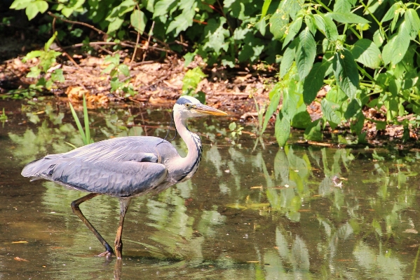 Water bird pond wildlife Photo