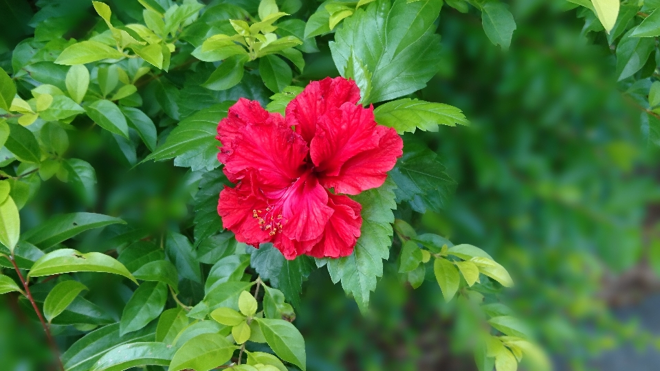 Tanaman bunga botani
 flora