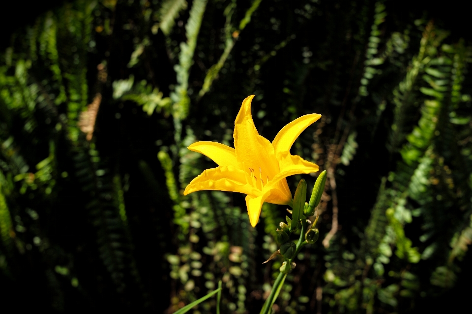 árvore natureza floresta grama