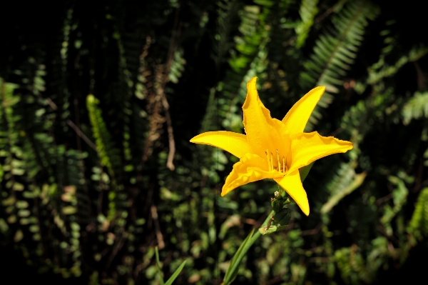 Tree nature grass plant Photo