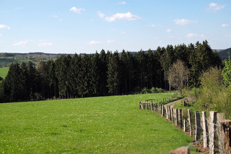 Paisaje árbol naturaleza bosque