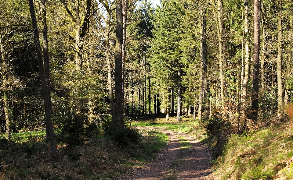 Baum natur wald weg