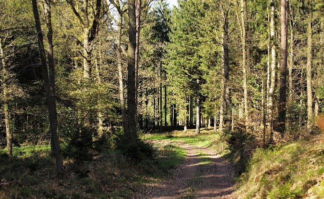 Baum natur wald weg Foto