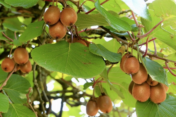 Tree branch plant fruit Photo