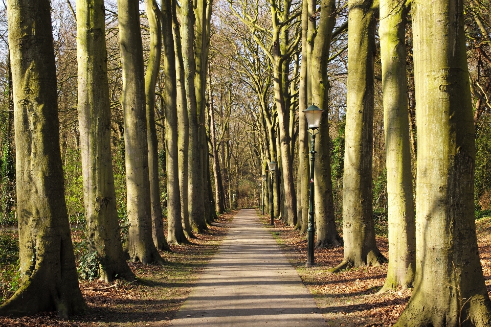 Baum natur wald weg