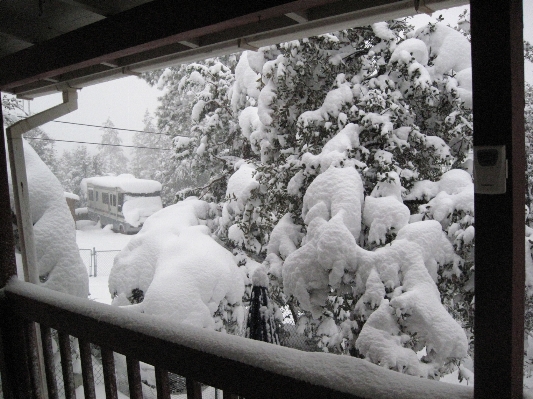 雪 冬 黒と白
 白 写真