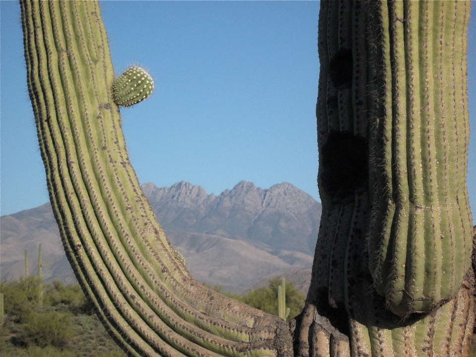 Paisaje cactus
 planta saguaro
